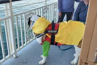 Boston Doggy Costume Party Cruise 2 hr thumbnail 5