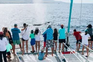 Maui Whale Watching Tour from Ka'anapali Beach thumbnail 1