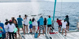 Maui Whale Watching Tour from Ka'anapali Beach