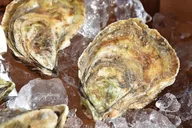 Portland Lighthouse Boat Cruise with Oysters thumbnail 5