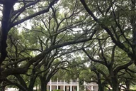 New Orleans Whitney Plantation and Airboat Tour thumbnail 1