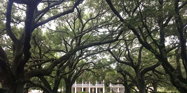 New Orleans Whitney Plantation and Airboat Tour - Image 1