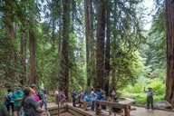 San Francisco Muir Woods and Sausalito Tour with Cruise thumbnail 6