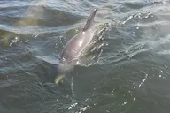 Tampa Dolphin Sightseeing Cruise 1.5 hr thumbnail 5