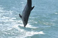 Naples Manatee and Dolphin Sunset Cruise thumbnail 5