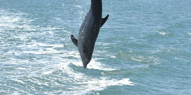 Naples Manatee and Dolphin Sunset Cruise - Image 5