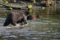 Ketchikan Black Bear Boat Expedition thumbnail 1