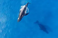 Honolulu Whale Watching Cruise with Snacks thumbnail 1