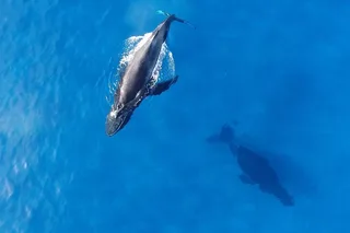 Honolulu Whale Watching Cruise with Snacks