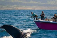 Lahaina Whale Watching Tour at Sunrise 2 hr thumbnail 1