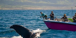 Lahaina Whale Watching Tour at Sunrise 2 hr