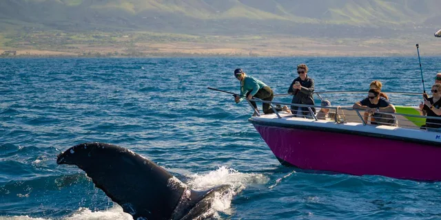 Lahaina Whale Watching Tour at Sunrise 2 hr - Image 1
