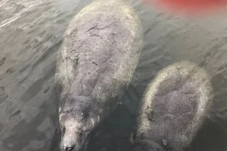 Palm Bay Dolphin and Manatee Tour 2 hr