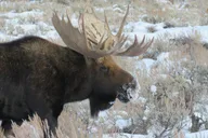 Jackson Hole Wildlife Tour in Grand Teton Park - 4 hr thumbnail 3