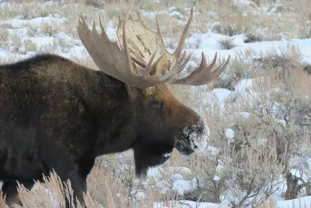 Jackson Hole Wildlife Tour in Grand Teton Park - 4 hr - Image 3