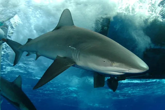 Oahu Shark Cage Diving North Shore 2 hr - Image 3