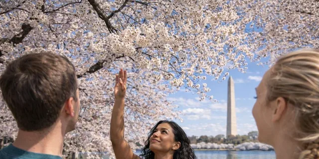Washington, DC Cherry Blossom Cart Tour 2 hr - Image 2