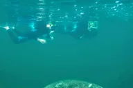 Crystal River Manatee Swim Tour thumbnail 5
