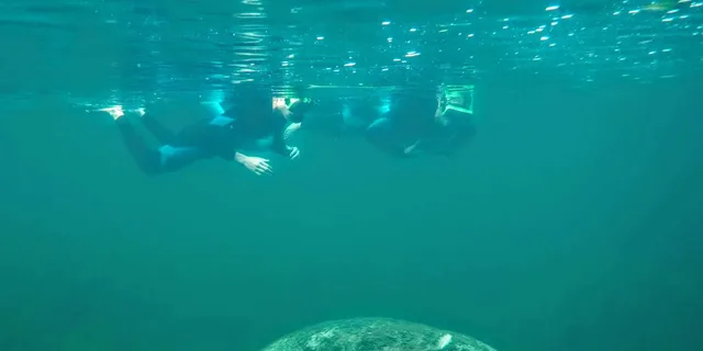 Crystal River Manatee Swim Tour - Image 5