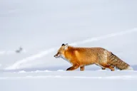 Yellowstone Wildlife Photography Tour 5 hr thumbnail 3