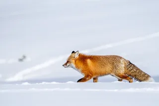 Yellowstone Wildlife Photography Tour 3 Days