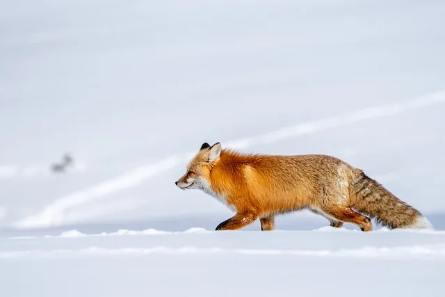Yellowstone Wildlife Photography Tour 5 hr - Image 3