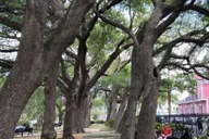 New Orleans Marigny Architecture Tour thumbnail 6