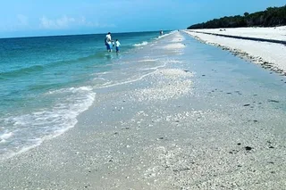 Naples Shelling and Beach Adventure 3 hr