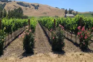 San Francisco Napa and Sonoma Private Wine Tour thumbnail 3