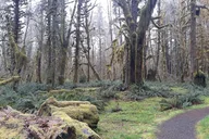 Olympic Peninsula Forest Tour thumbnail 3