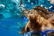 Hilo Snorkeling Tour with Nature Walk thumbnail 4