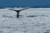 Sitka Wildlife and Whale Watching Tour for 6 thumbnail 5