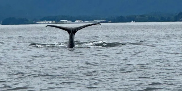 Sitka Wildlife and Whale Watching Tour for 6 - Image 5