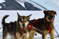 Seward Helicopter Glacier Dog Sledding Adventure 1.5 hr thumbnail 1