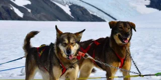 Seward Helicopter Glacier Dog Sledding Adventure 1.5 hr