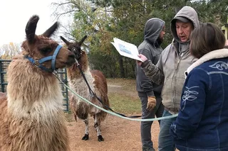 Montana Llama Encounter 60 min