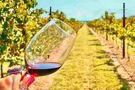 Fredericksburg Private Wine Tour in Mercedes SUV thumbnail 2