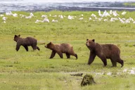 Juneau Brown Bear Viewing Adventure thumbnail 2