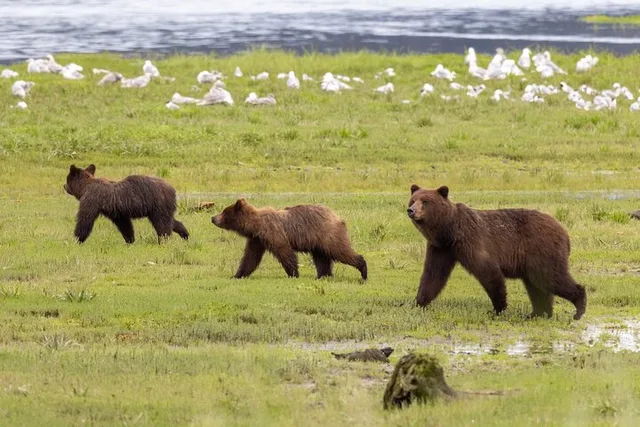Juneau Brown Bear Viewing Adventure - Image 2