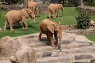 San Diego Zoo Admission Ticket thumbnail 3
