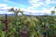 Napa Valley Wine Vineyard Tour thumbnail 4