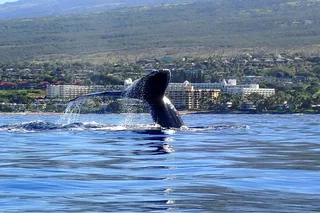 Maui Kayak and Whale Watching Tour 3 hr