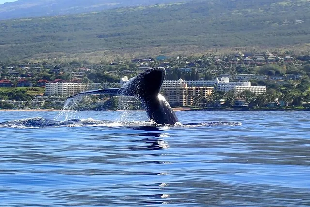 Maui Kayak and Whale Watching Tour 3 hr - Image 1