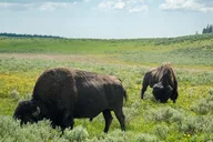 Yellowstone National Park Group Tour thumbnail 5