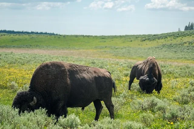 Yellowstone National Park Group Tour - Image 5