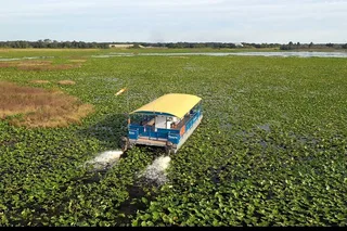 Florida Everglades Wildlife Boat Tour 90 Min