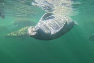 Crystal River Manatee Swim 3 hr thumbnail 3