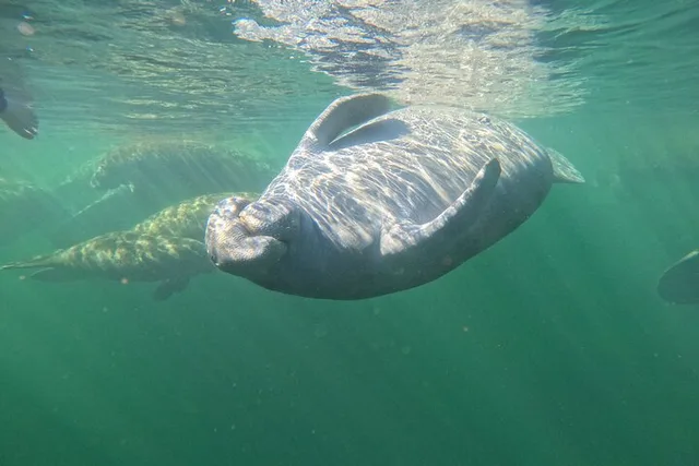 Crystal River Manatee Swim 3 hr - Image 3