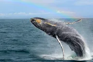 Monterey Whale Watching Tour thumbnail 1