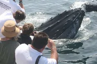 Gloucester Whale Watching Tour thumbnail 3